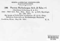 Puccinia muehlenbergiae image